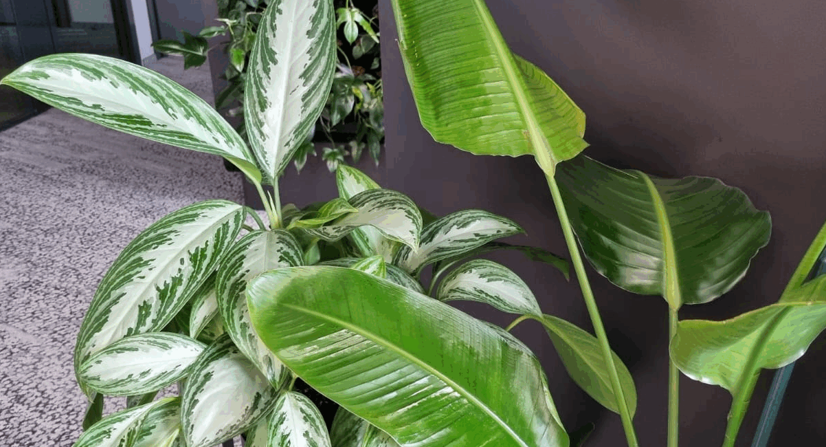 Profesjonalna pielęgnacja roślin, serwis roślin.