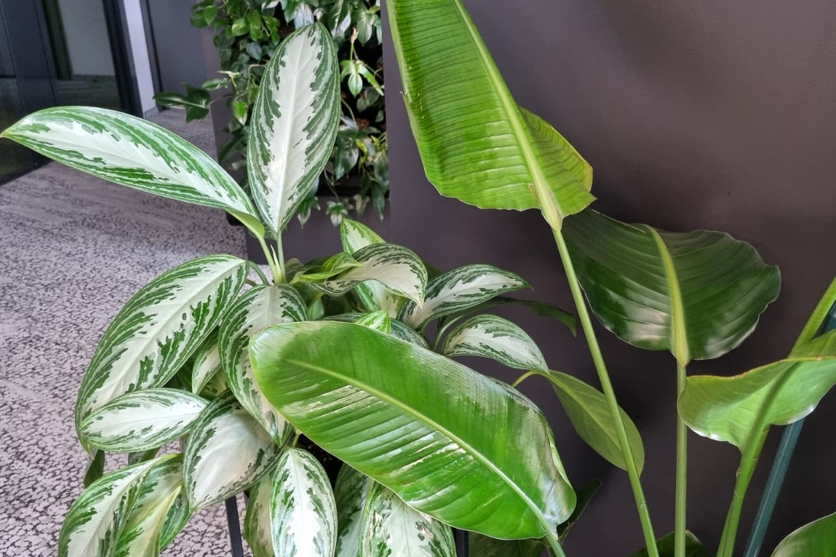 Profesjonalna pielęgnacja roślin, serwis roślin.