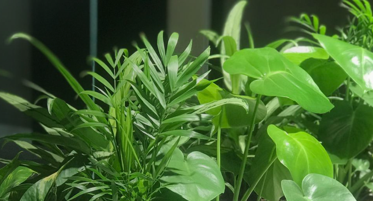 Praktyczny poradnik dotyczący zakupu oraz alternatyw w formie wynajmu roślin.