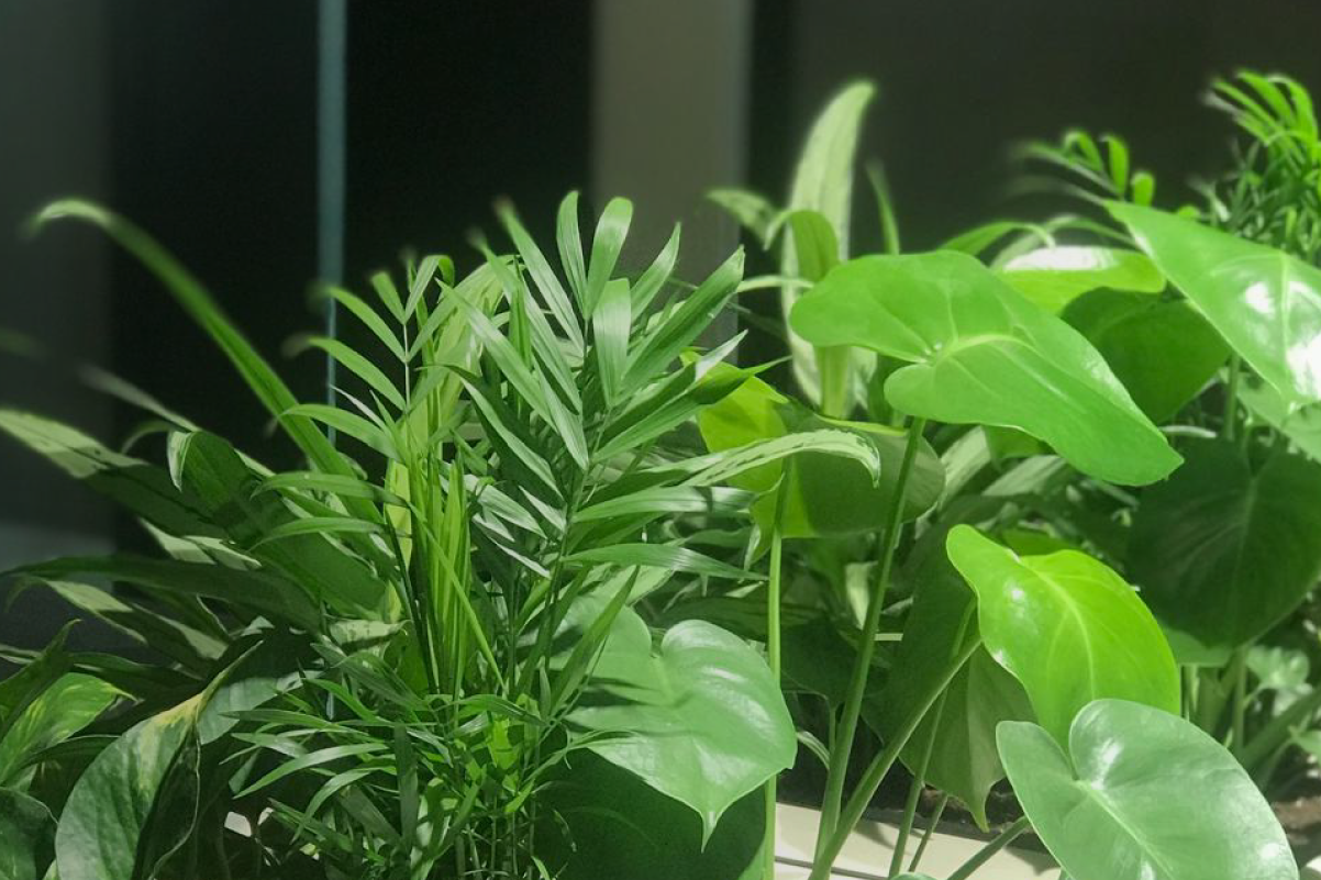 Praktyczny poradnik dotyczący zakupu oraz alternatyw w formie wynajmu roślin.